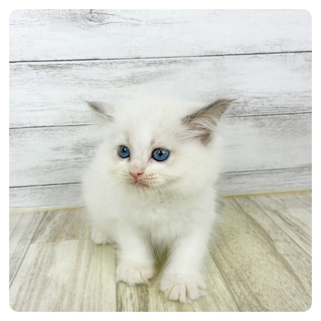 兵庫県のラグドール (犬の家＆猫の里川西店/2025年9月21日生まれ/女の子/ブルーポイントバイカラー)の子猫