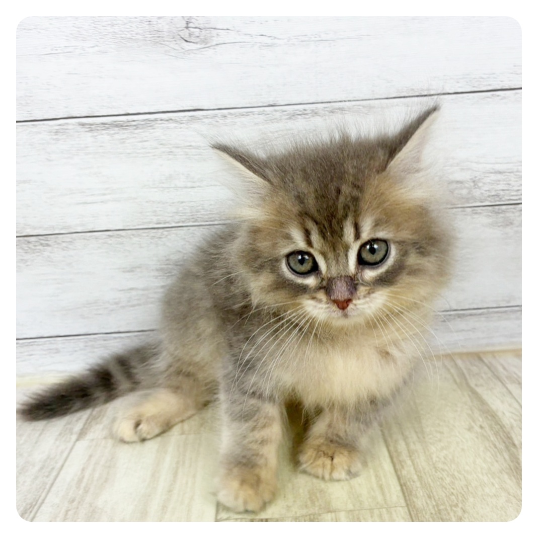 兵庫県のサイベリアン (犬の家＆猫の里川西店/2025年9月5日生まれ/男の子/ブルータビーホワイト)の子猫