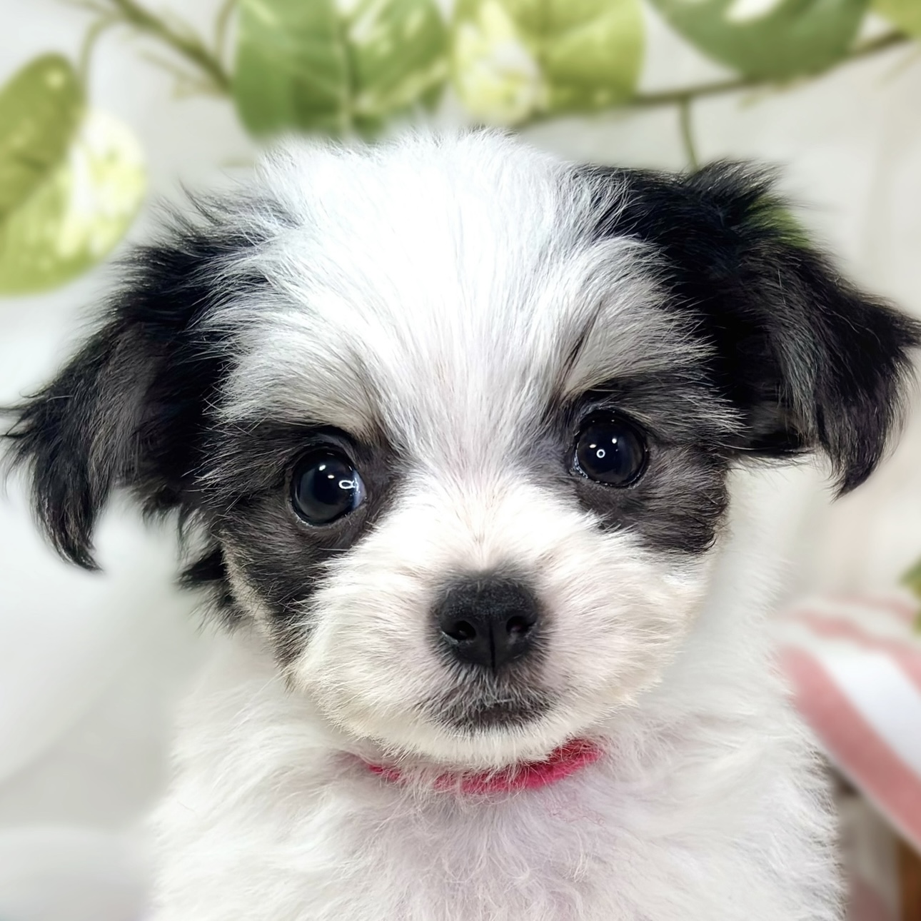 愛知県のチワマル/マルチワ(チワワ×マルチーズ) (犬の家＆猫の里春日井本店/2025年9月17日生まれ/女の子/ホワイトブラック)の子犬