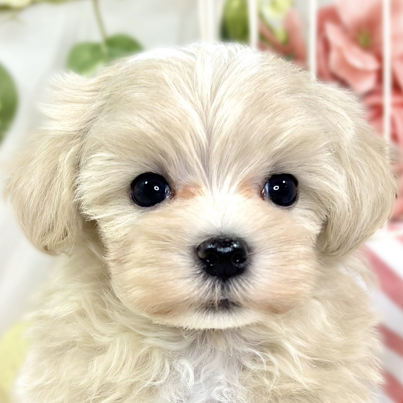 岡山県のマルプー(マルチーズ×プードル) (犬の家＆猫の里倉敷店/2025年9月18日生まれ/女の子/クリームホワイト)の子犬
