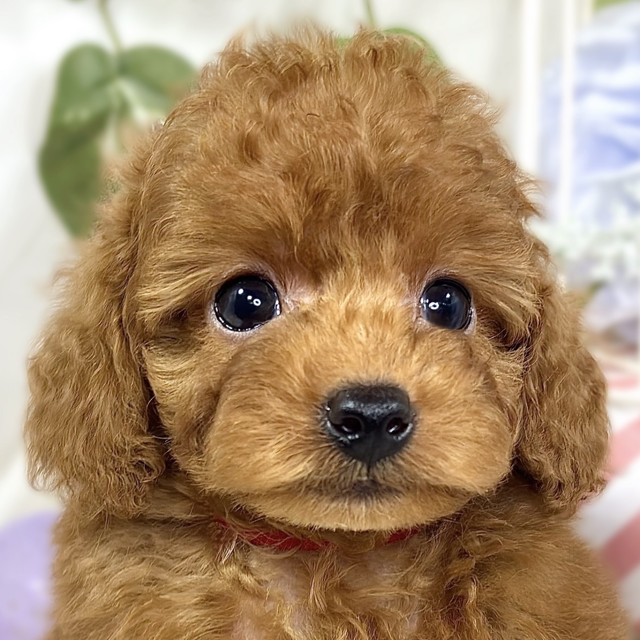 愛知県のトイプードル(トイ) (犬の家＆猫の里春日井本店/2025年9月18日生まれ/男の子/レッドフォーン)の子犬