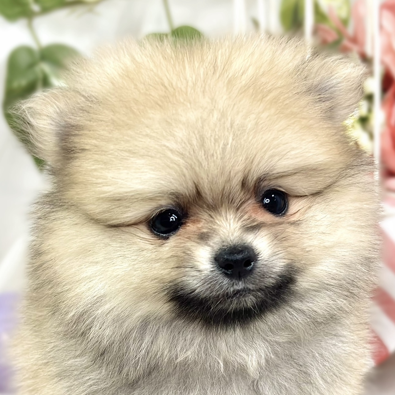 大阪府のポメラニアン (犬の家＆猫の里そよら東岸和田店/2025年9月19日生まれ/女の子/クリームセーブル)の子犬の1枚目の画像