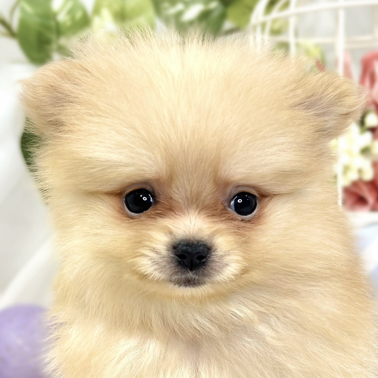 愛知県のポメラニアン (犬の家＆猫の里春日井本店/2025年9月19日生まれ/女の子/オレンジ)の子犬