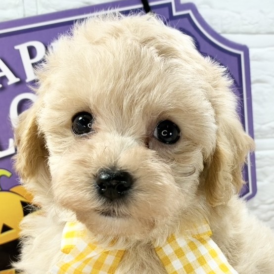 大阪府のマルプー(マルチーズ×プードル) (犬の家＆猫の里吹田店/2025年9月18日生まれ/男の子/アプリコット)の子犬