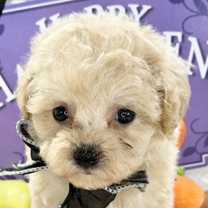 愛知県のマルプー(マルチーズ×プードル) (犬の家＆猫の里MiO香久山店/2025年9月18日生まれ/女の子/アプリコット)の子犬