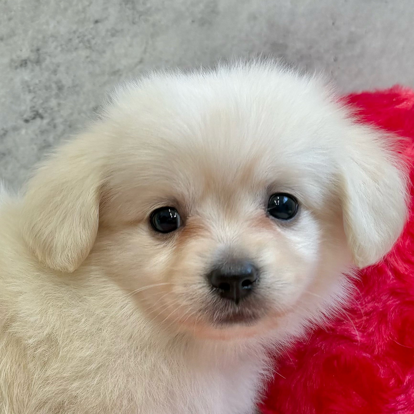 愛知県のチワックス(チワワ×ダックス) (犬の家＆猫の里MiO香久山店/2025年9月19日生まれ/男の子/クリーム)の子犬