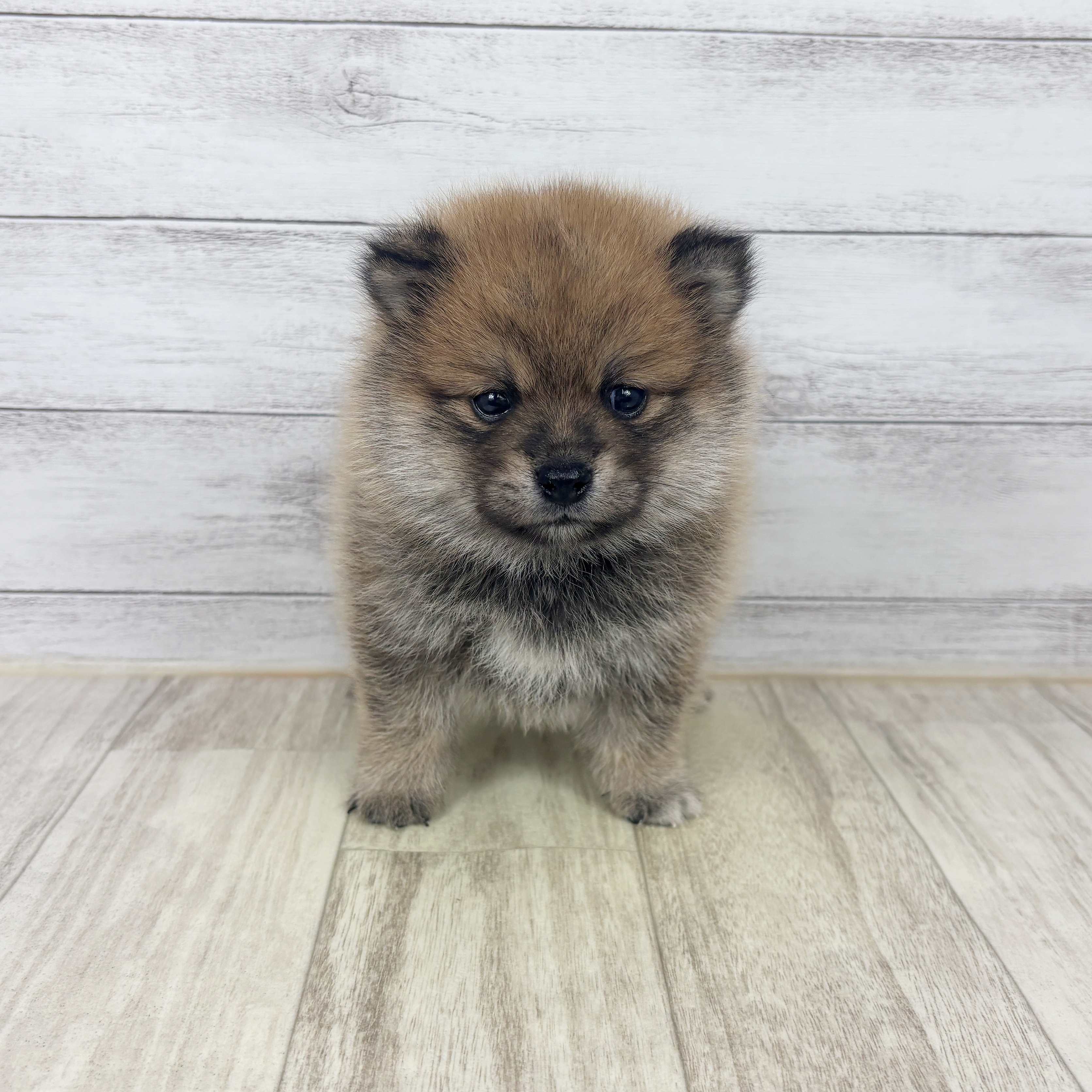 兵庫県のポメ柴/豆ポメ/ポメ豆柴(ポメラニアン×柴犬) (犬の家＆猫の里川西店/2025年9月18日生まれ/男の子/赤)の子犬