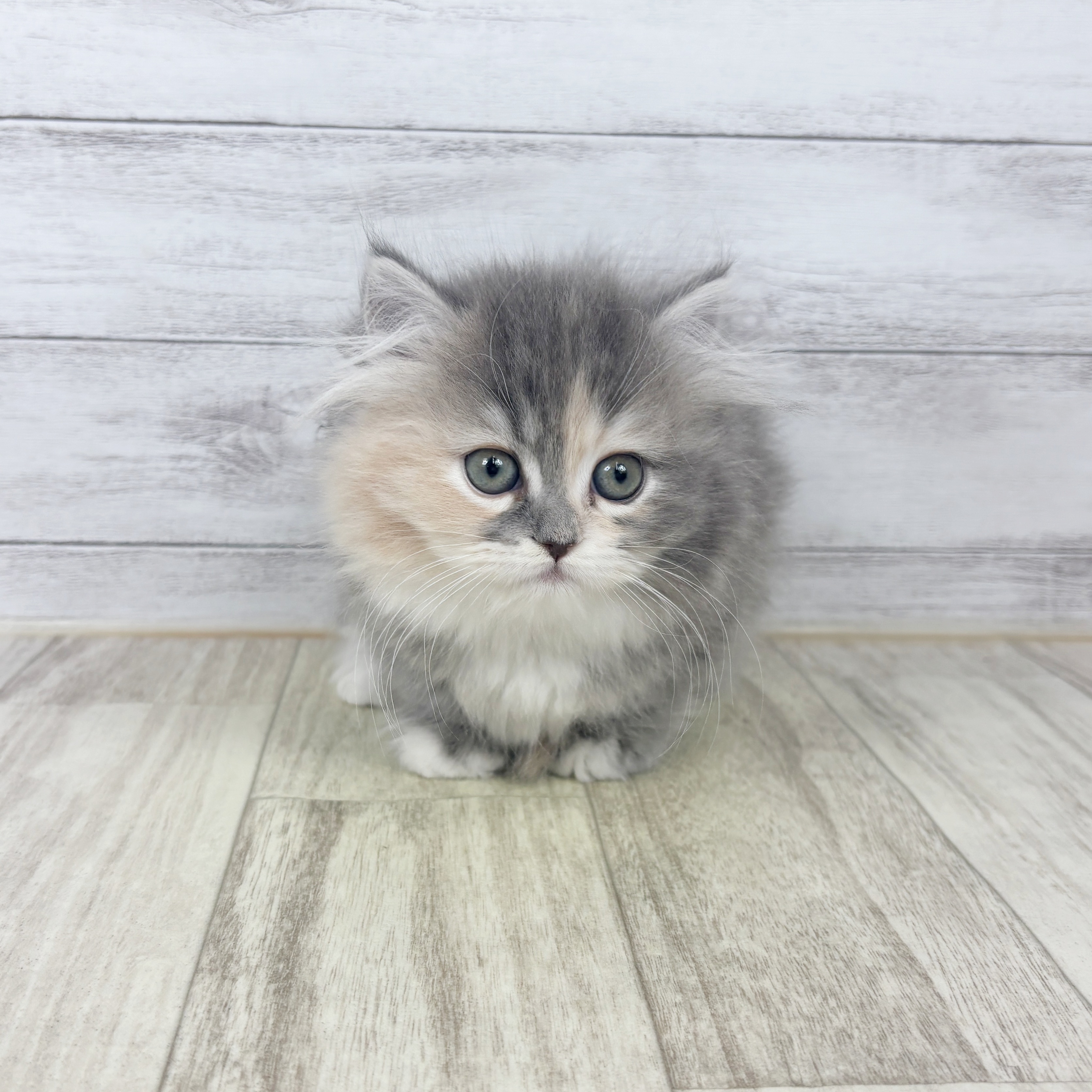 兵庫県のミヌエット (犬の家＆猫の里川西店/2025年9月14日生まれ/女の子/ブルーパッチドタビーホワイト)の子猫