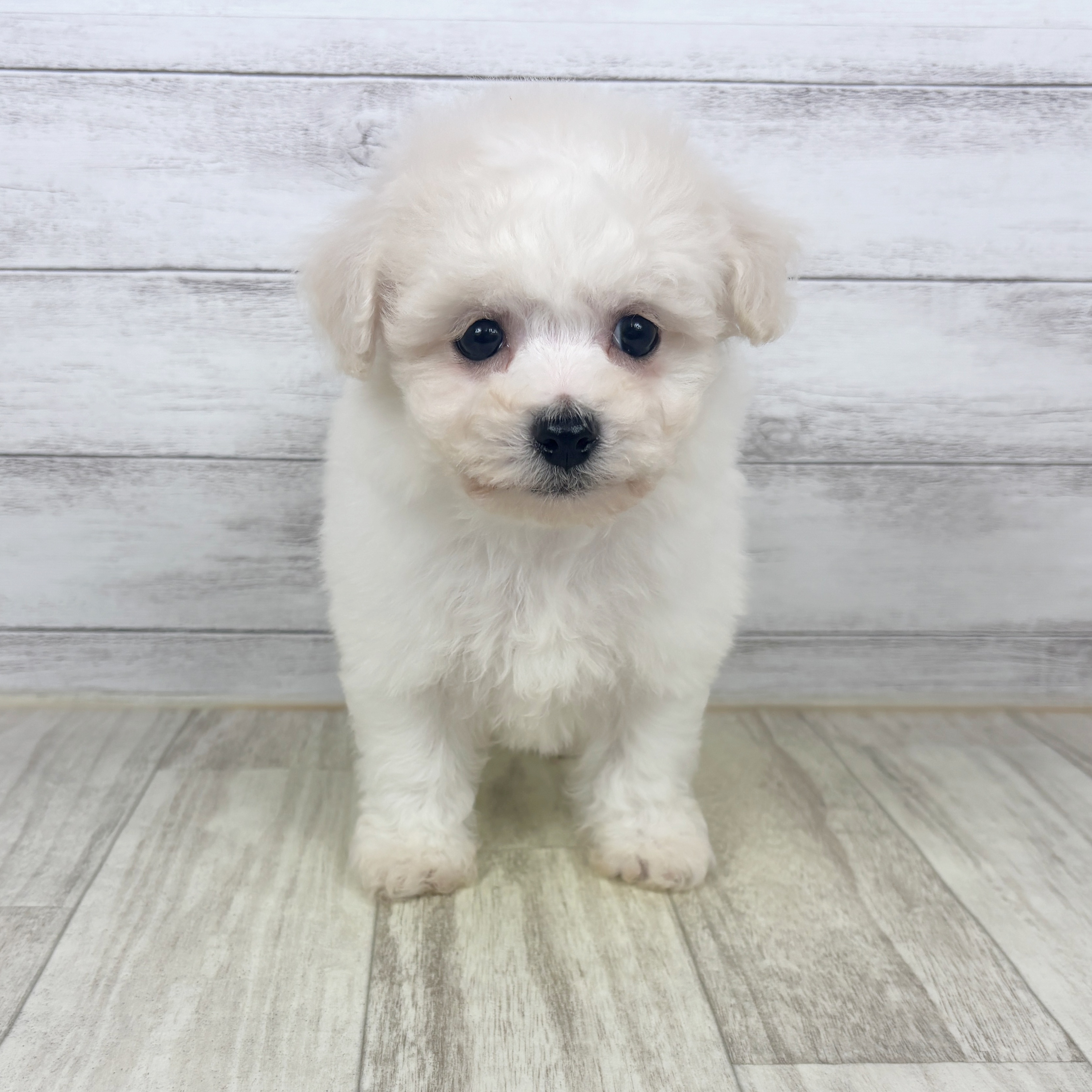 兵庫県のビションフリーゼ (犬の家＆猫の里川西店/2025年9月20日生まれ/女の子/ホワイト)の子犬