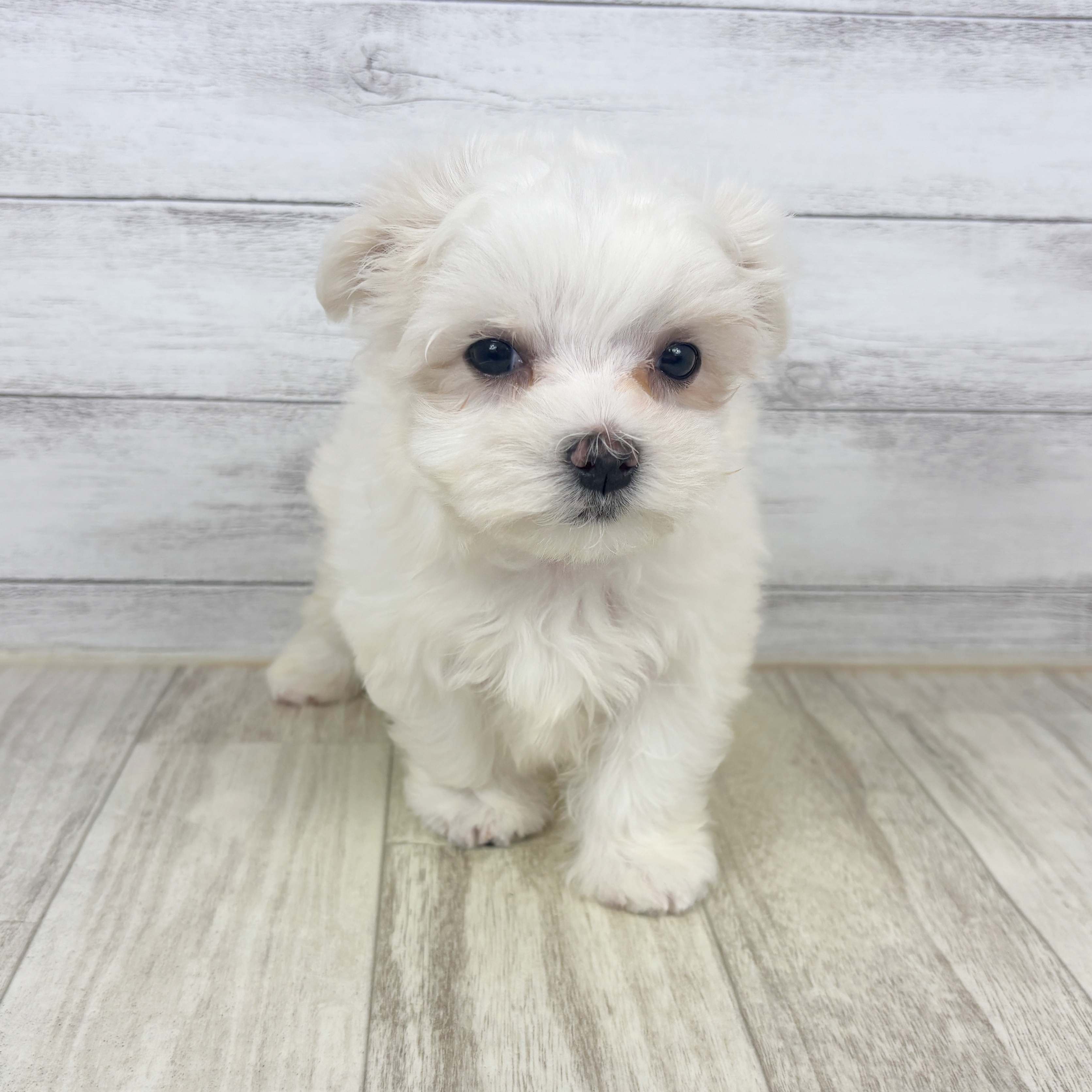 兵庫県のマルチーズ (犬の家＆猫の里川西店/2025年9月19日生まれ/男の子/ホワイト)の子犬