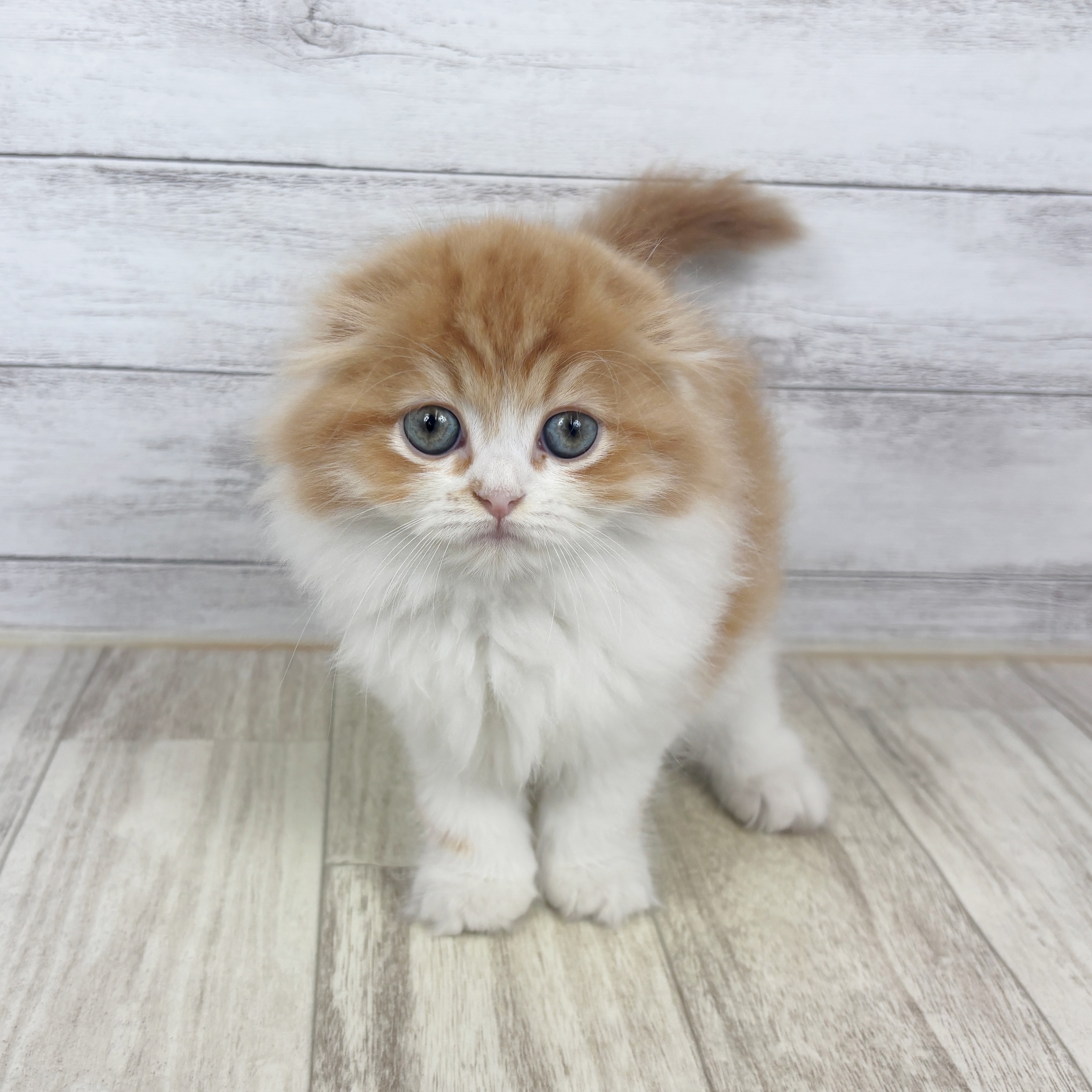 兵庫県のスコティッシュフォールド (犬の家＆猫の里川西店/2025年9月18日生まれ/女の子/レッドタビーホワイト)の子猫