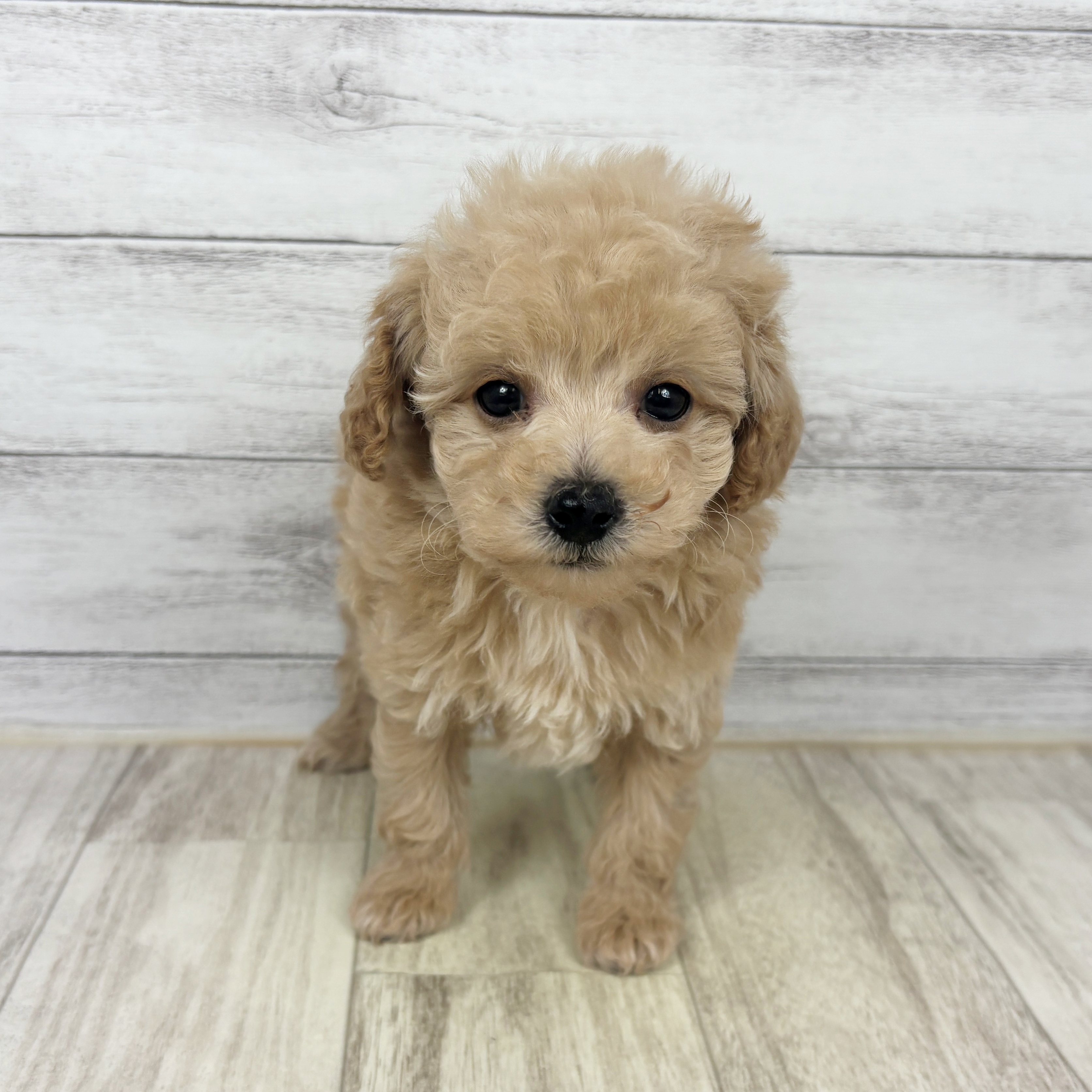 兵庫県のトイプードル(トイ) (犬の家＆猫の里川西店/2025年9月20日生まれ/女の子/クリーム)の子犬