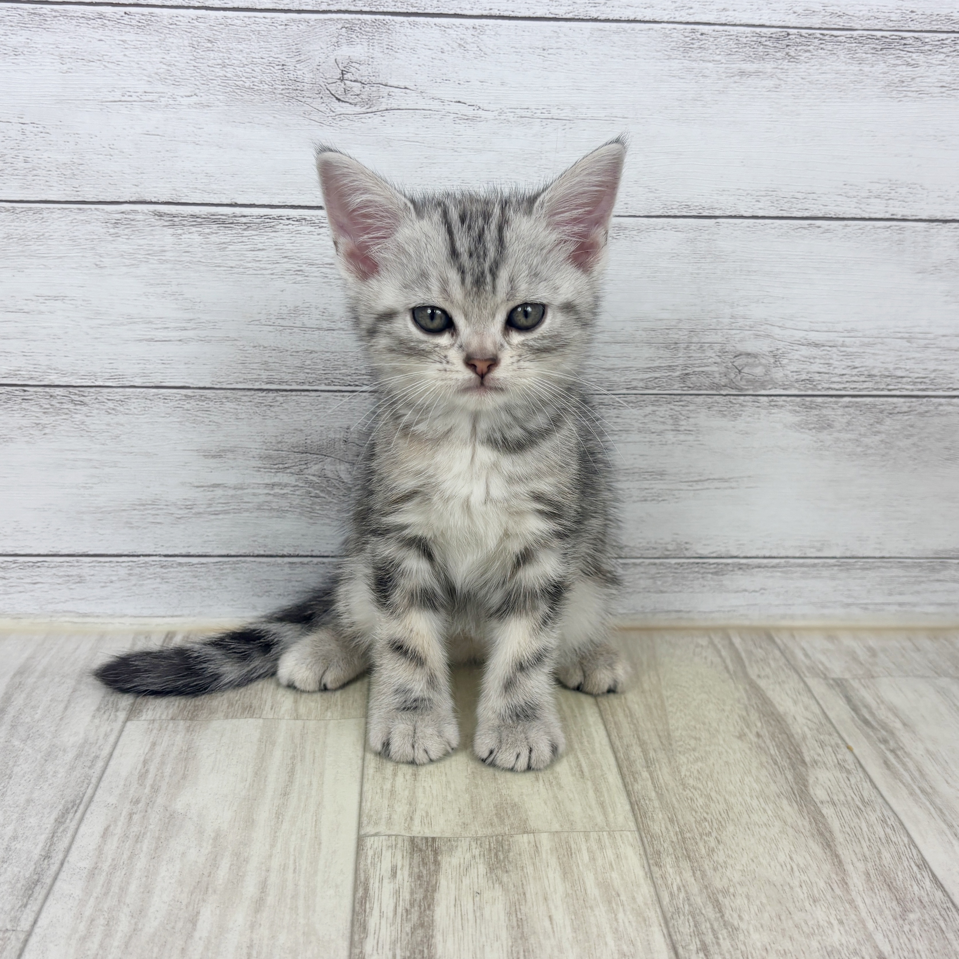 兵庫県のアメリカンショートヘアー (犬の家＆猫の里川西店/2025年9月18日生まれ/女の子/シルバーパッチドタビー)の子猫