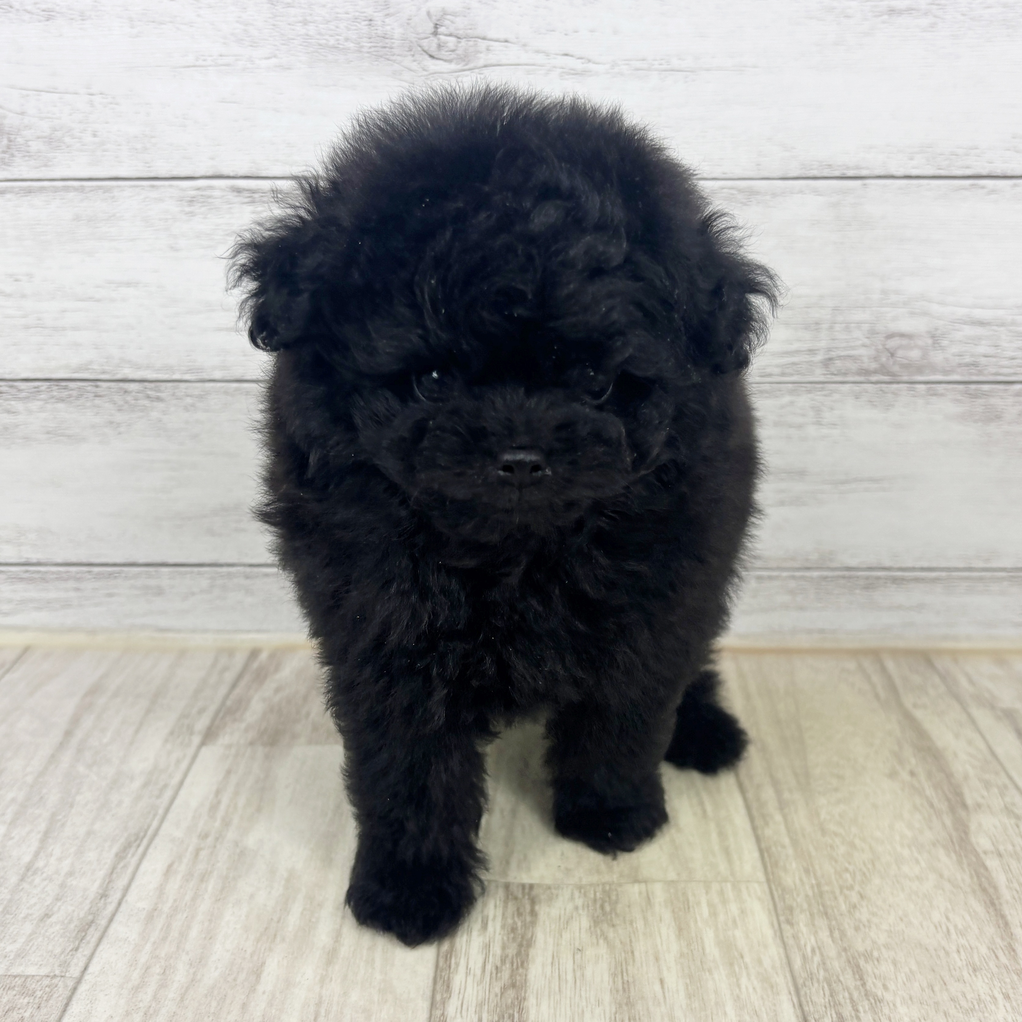 兵庫県のポメプー(ポメラニアン×プードル) (犬の家＆猫の里川西店/2025年9月19日生まれ/男の子/ブラック)の子犬