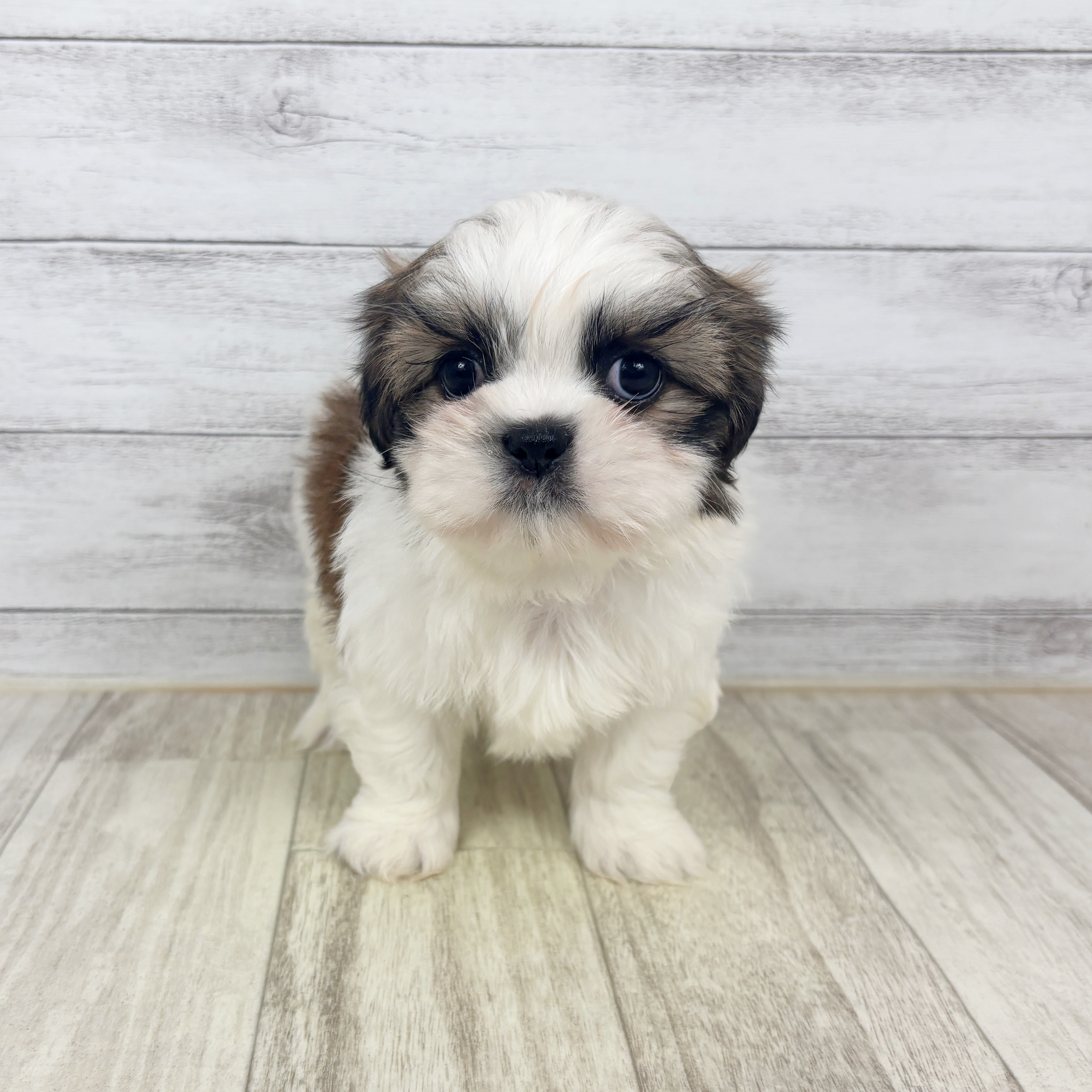 兵庫県のシーズー (犬の家＆猫の里川西店/2025年9月16日生まれ/男の子/ゴールドホワイト)の子犬