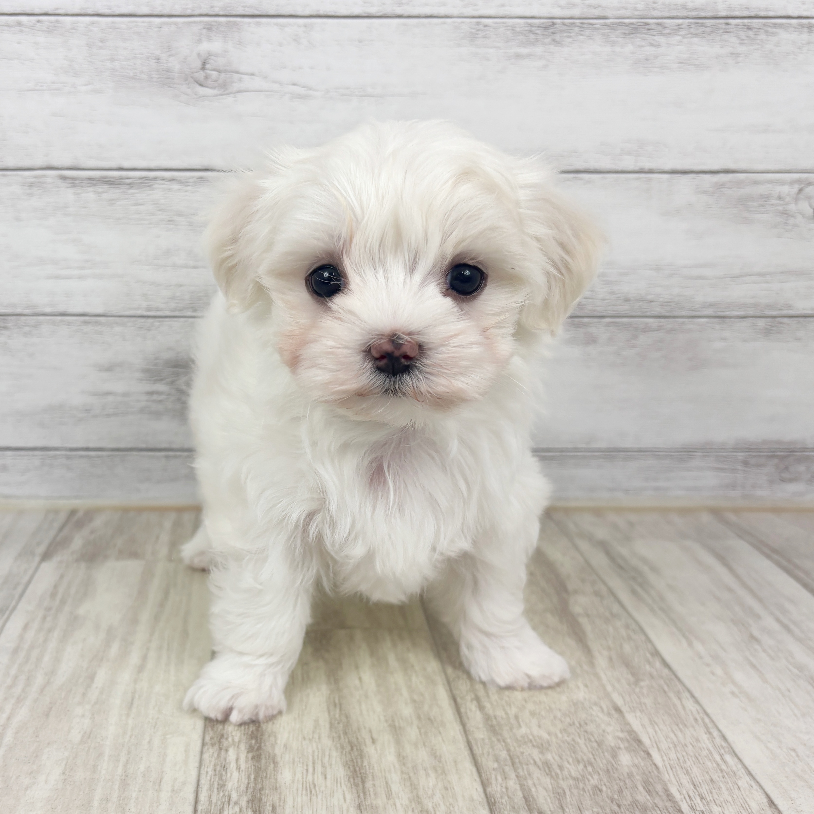 兵庫県のマルチーズ (犬の家＆猫の里川西店/2025年9月21日生まれ/女の子/ホワイト)の子犬