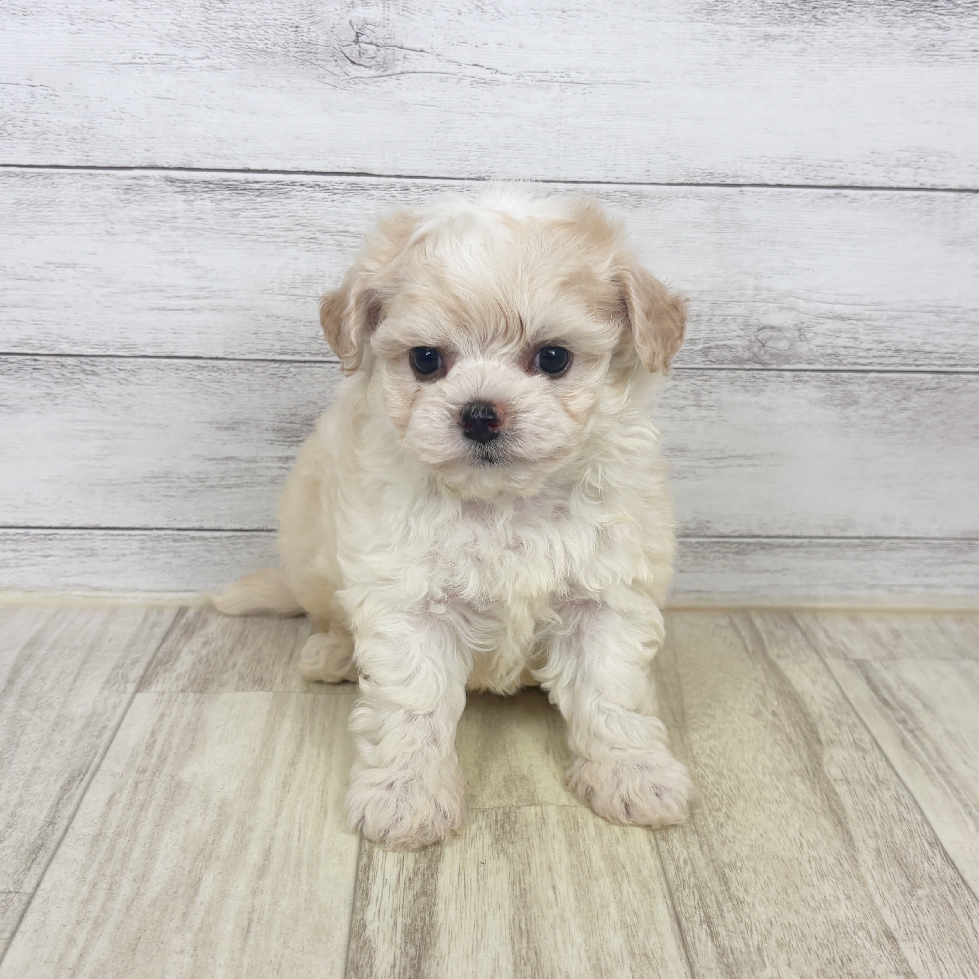 兵庫県のチワプー/プーチー(チワワ×プードル) (犬の家＆猫の里川西店/2025年9月21日生まれ/男の子/クリームホワイト)の子犬