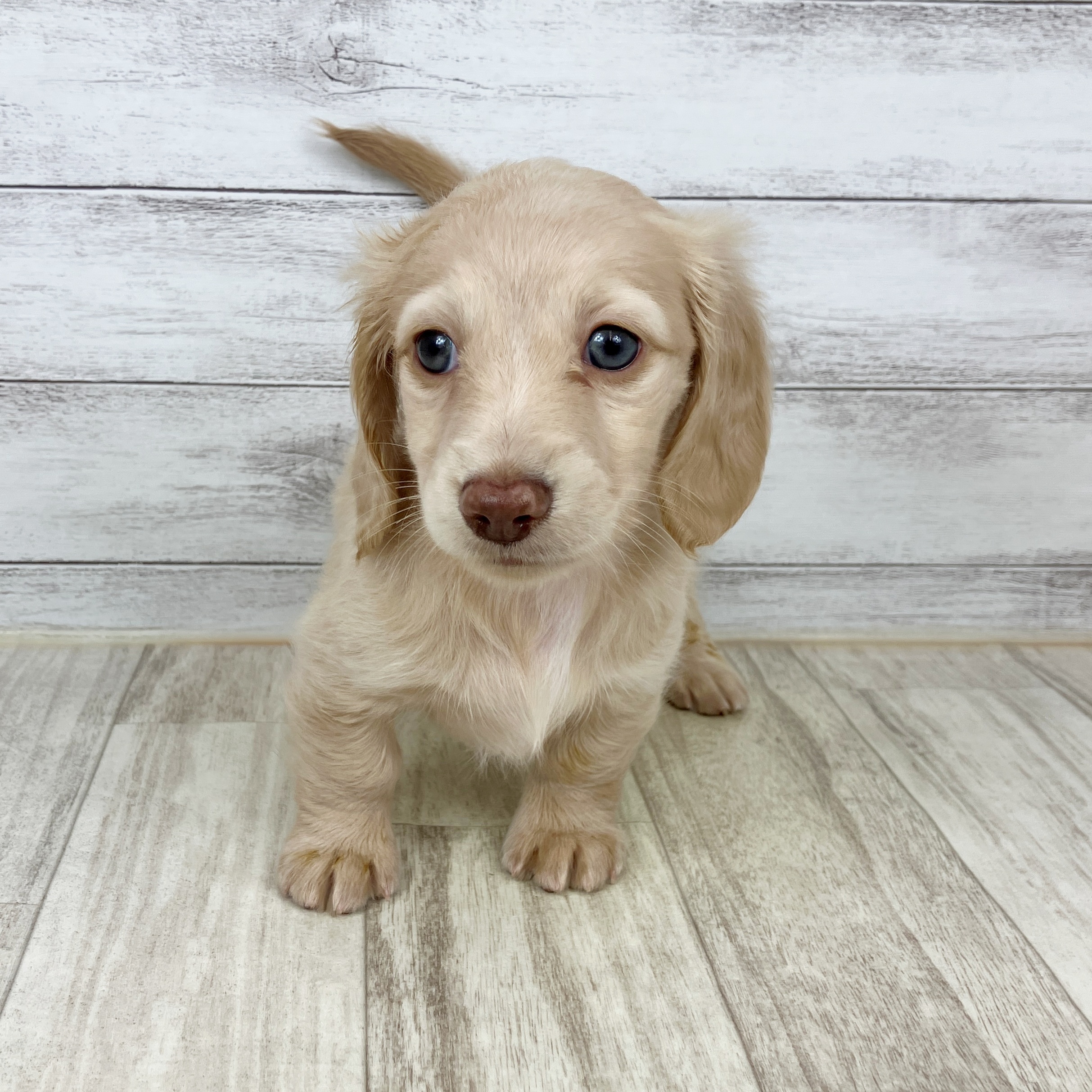 兵庫県のミニチュアダックスフンド(ロング) (犬の家＆猫の里川西店/2025年9月20日生まれ/女の子/イエロー)の子犬