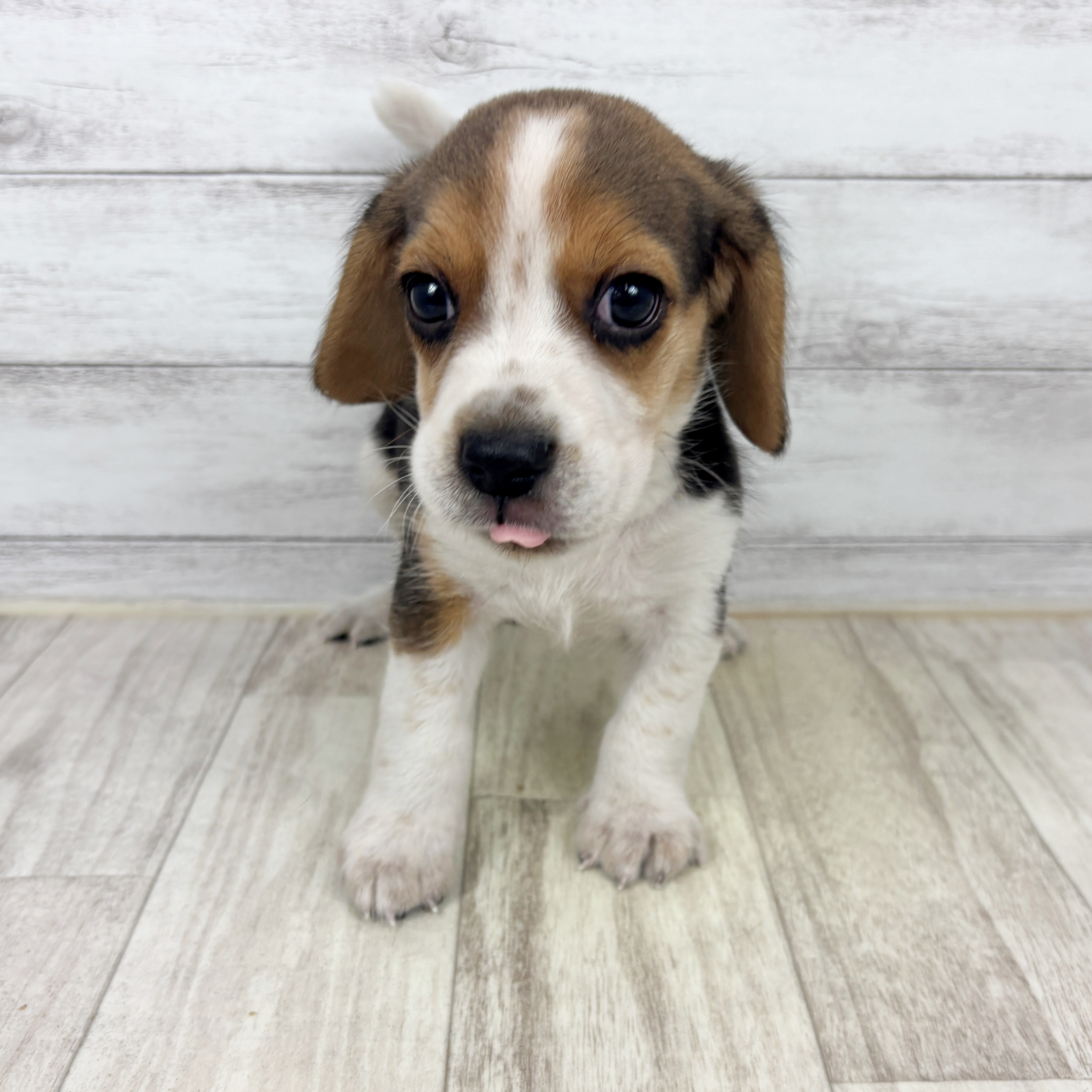 兵庫県のビーグル (犬の家＆猫の里川西店/2025年9月13日生まれ/男の子/ハウンドカラー)の子犬