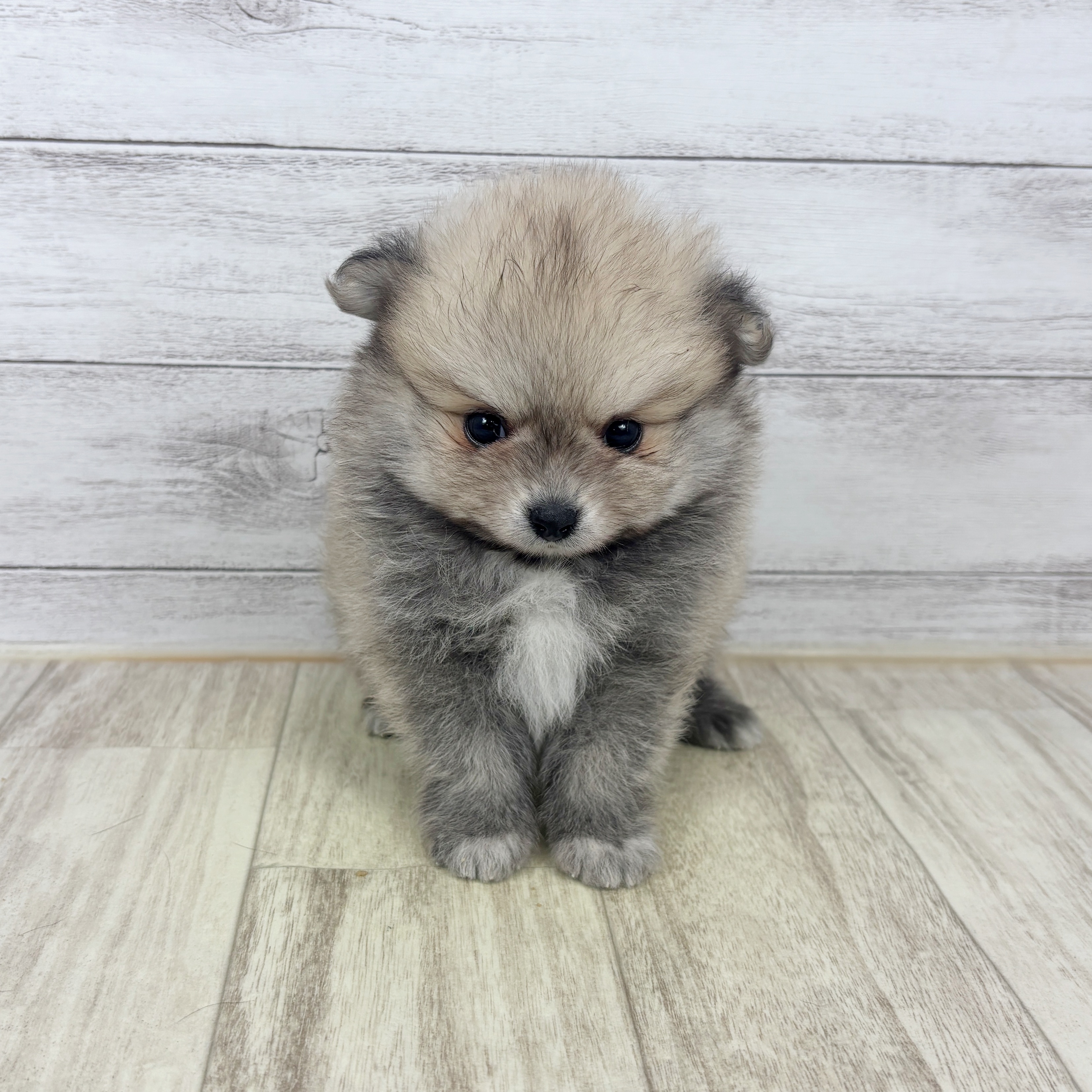 兵庫県のポメラニアン (犬の家＆猫の里川西店/2025年9月21日生まれ/男の子/ウルフセーブル)の子犬