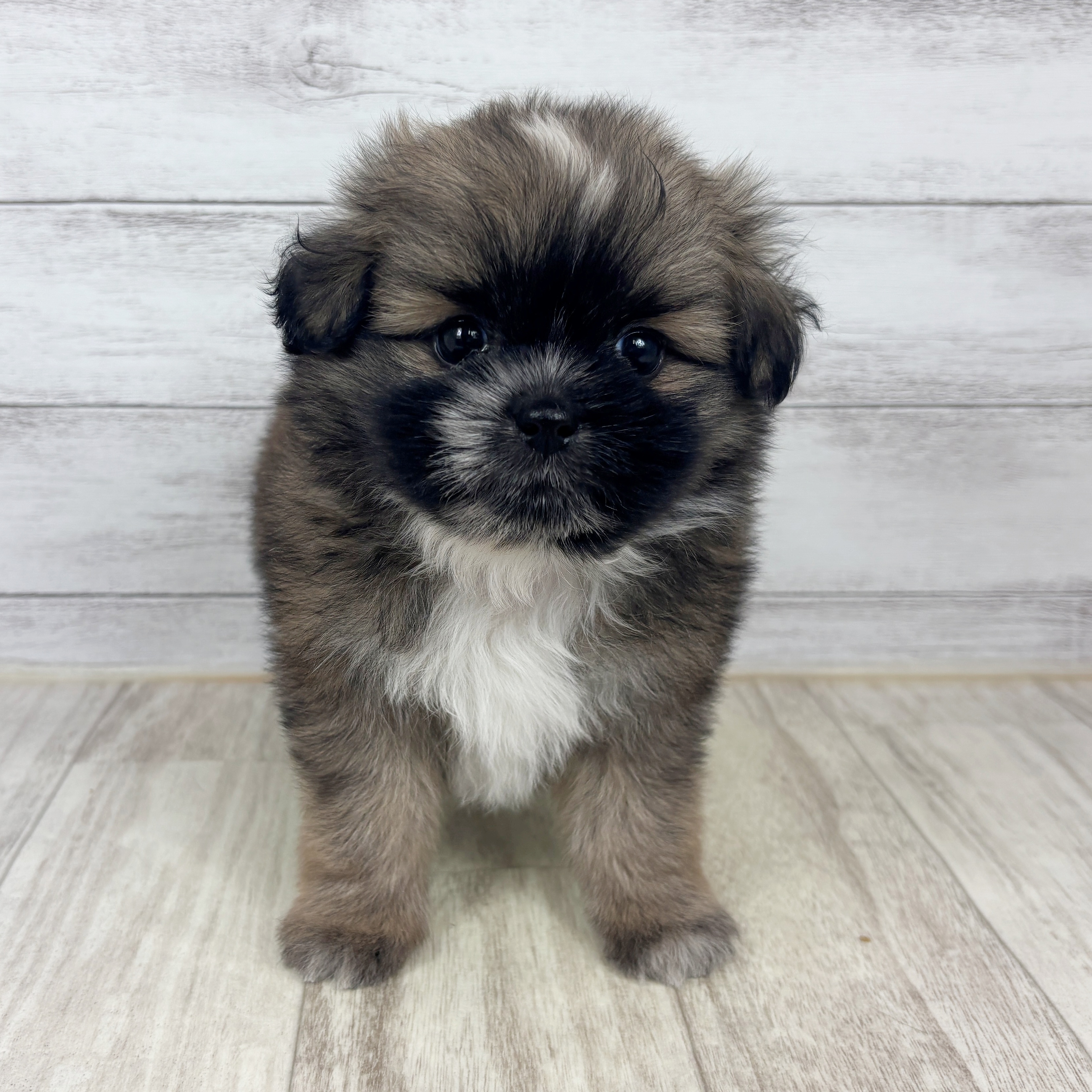 兵庫県のポメズー/ポメシーズ(ポメラニアン×シーズー) (犬の家＆猫の里川西店/2025年9月20日生まれ/男の子/レッドホワイト)の子犬