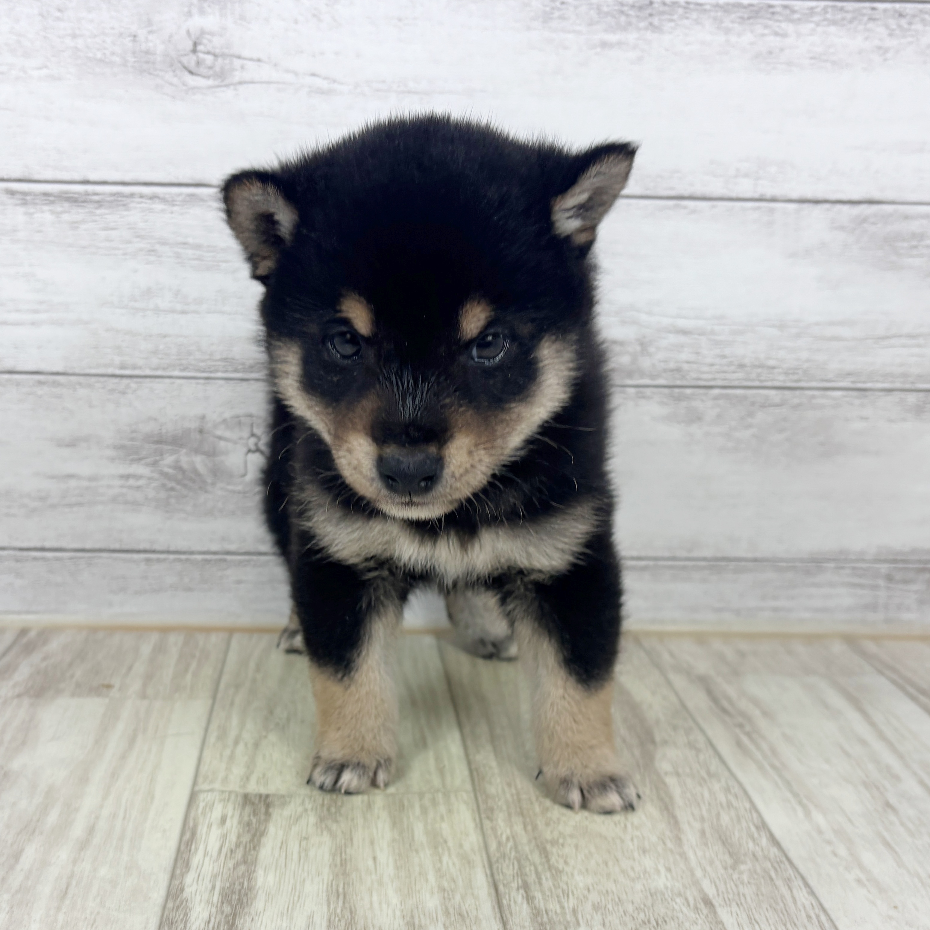 兵庫県の豆柴 (犬の家＆猫の里川西店/2025年9月20日生まれ/男の子/黒)の子犬