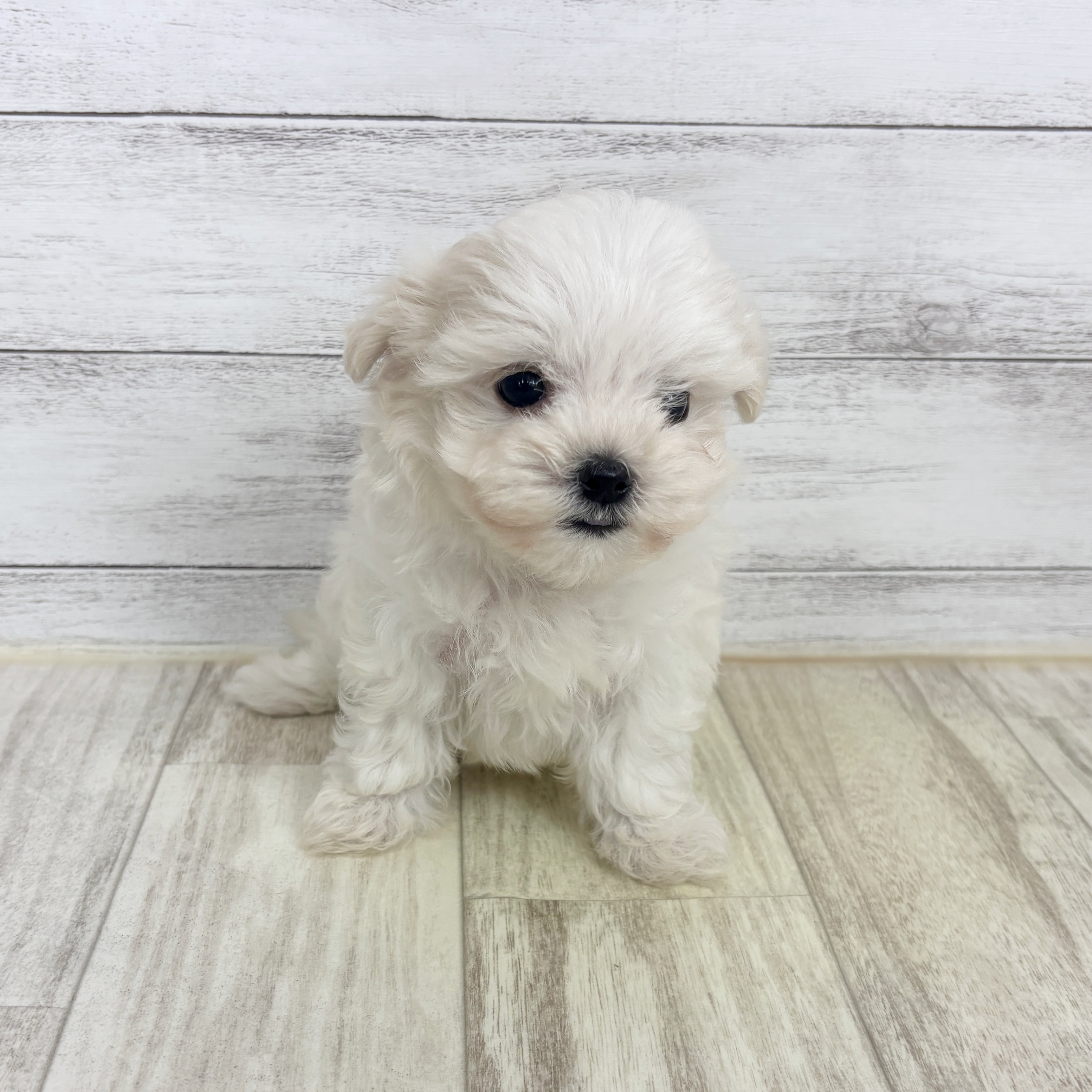 兵庫県のマルプー(マルチーズ×プードル) (犬の家＆猫の里川西店/2025年9月21日生まれ/女の子/クリーム)の子犬