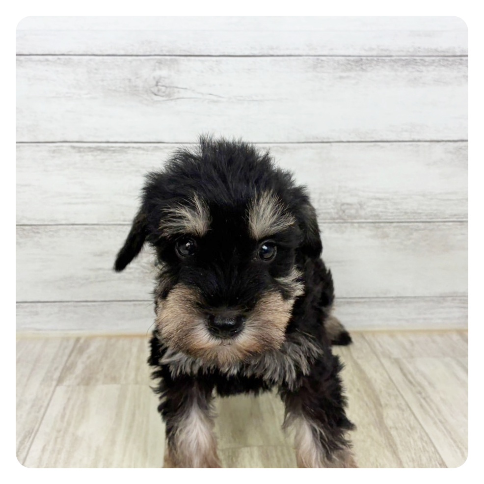 兵庫県のミニチュアシュナウザー (犬の家＆猫の里川西店/2025年9月20日生まれ/男の子/ブラックシルバー)の子犬