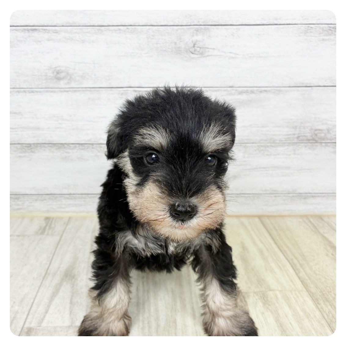 兵庫県のミニチュアシュナウザー (犬の家＆猫の里川西店/2025年9月20日生まれ/男の子/ブラックシルバー)の子犬