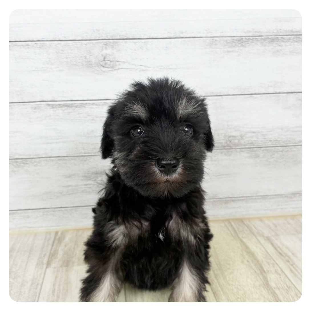 兵庫県のミニチュアシュナウザー (犬の家＆猫の里川西店/2025年9月20日生まれ/女の子/ブラックシルバー)の子犬