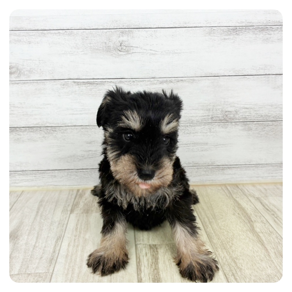 兵庫県のミニチュアシュナウザー (犬の家＆猫の里川西店/2025年9月20日生まれ/女の子/ブラックシルバー)の子犬