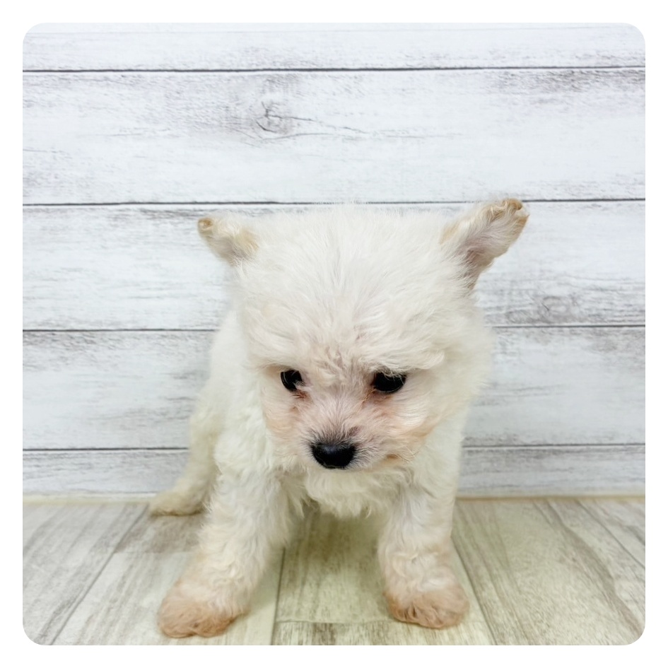 兵庫県のポメビション(ポメラニアン×ビションフリーゼ) (犬の家＆猫の里川西店/2025年9月13日生まれ/男の子/クリーム)の子犬