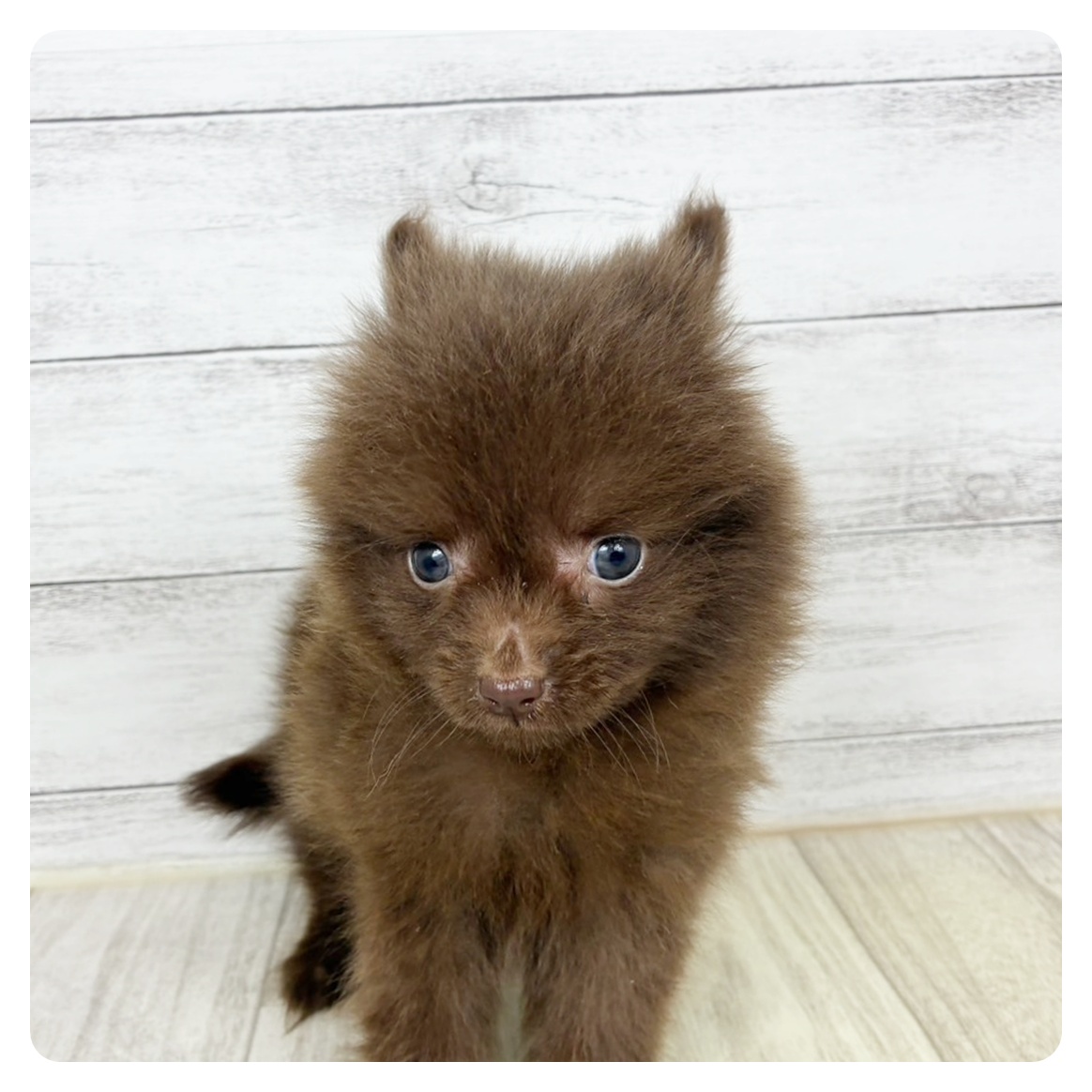 兵庫県のポメチワ/チワポメ/ポメチー(ポメラニアン×チワワ) (犬の家＆猫の里川西店/2025年9月15日生まれ/男の子/チョコレート)の子犬