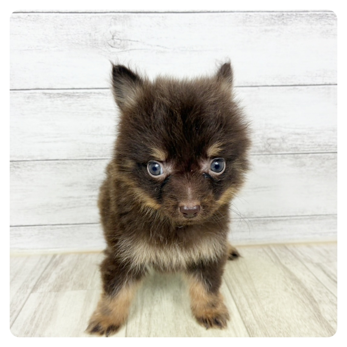 兵庫県のポメチワ/チワポメ/ポメチー(ポメラニアン×チワワ) (犬の家＆猫の里川西店/2025年9月15日生まれ/男の子/チョコレートタン)の子犬