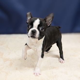 愛知県のボストンテリア (犬の家＆猫の里一宮店/2025年9月6日生まれ/女の子/ボストンカラー)の子犬