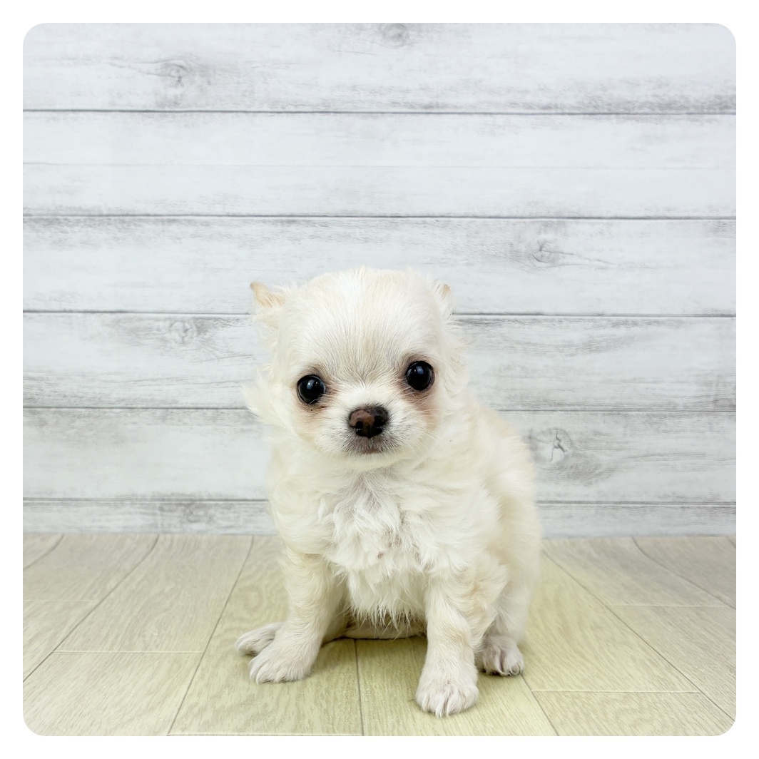 愛知県のチワワ(ロング) (犬の家＆猫の里春日井本店/2025年9月21日生まれ/男の子/クリームホワイト)の子犬