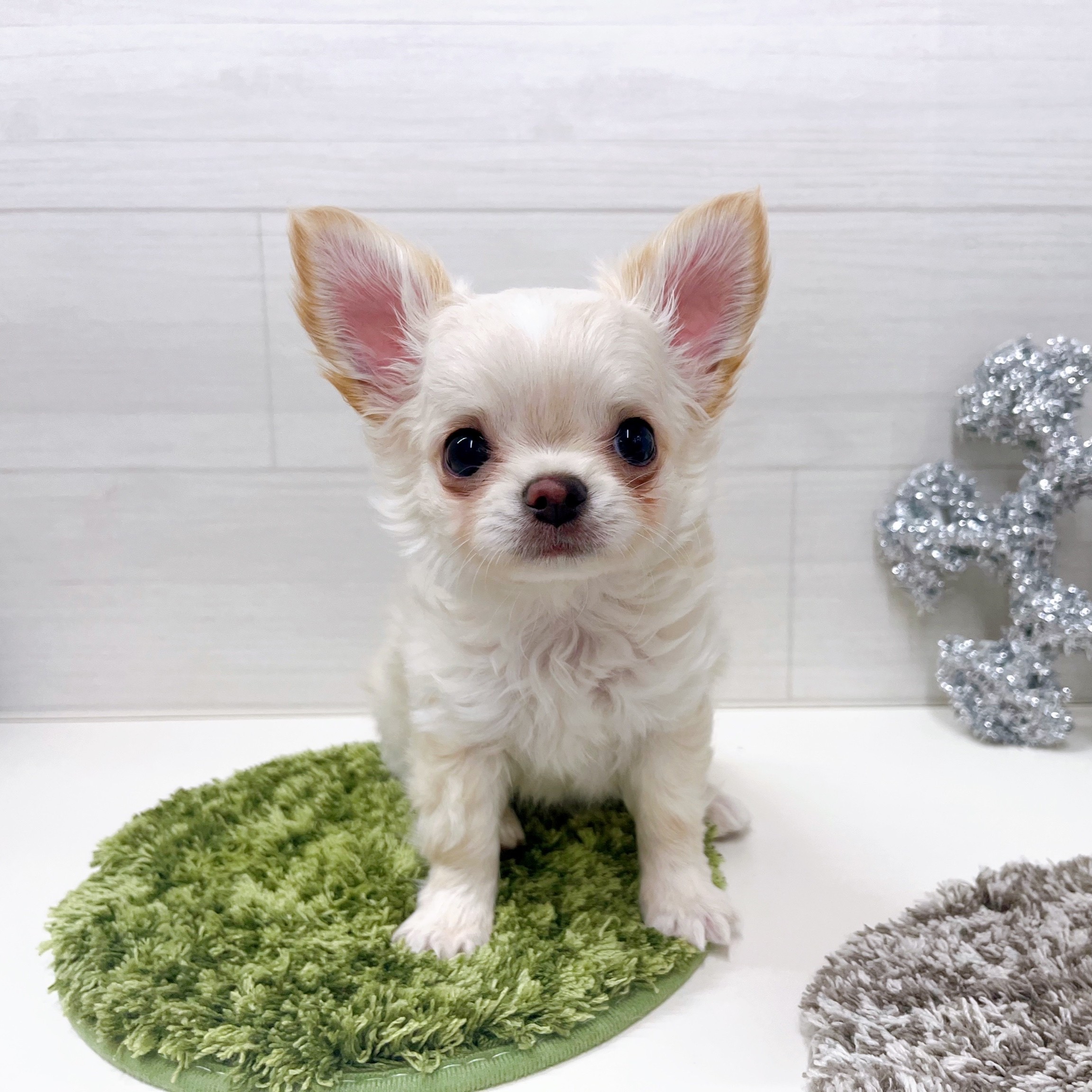 石川県のチワワ(ロング) (犬の家＆猫の里アミーゴ金沢おこばた店/2025年9月21日生まれ/男の子/クリームホワイト)の子犬の1枚目の画像