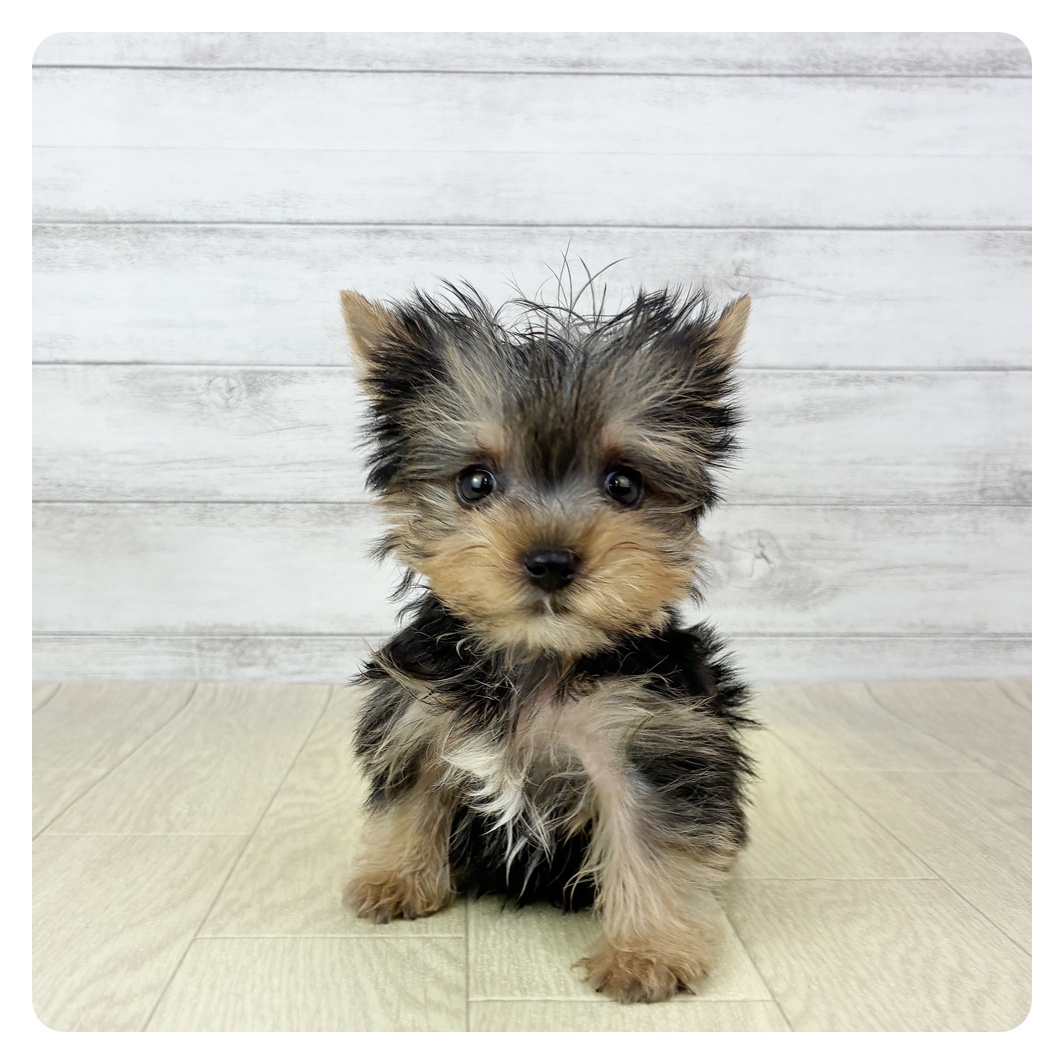 愛知県のヨークシャーテリア (犬の家＆猫の里名古屋天白店/2025年9月15日生まれ/男の子/スチールブルータン)の子犬