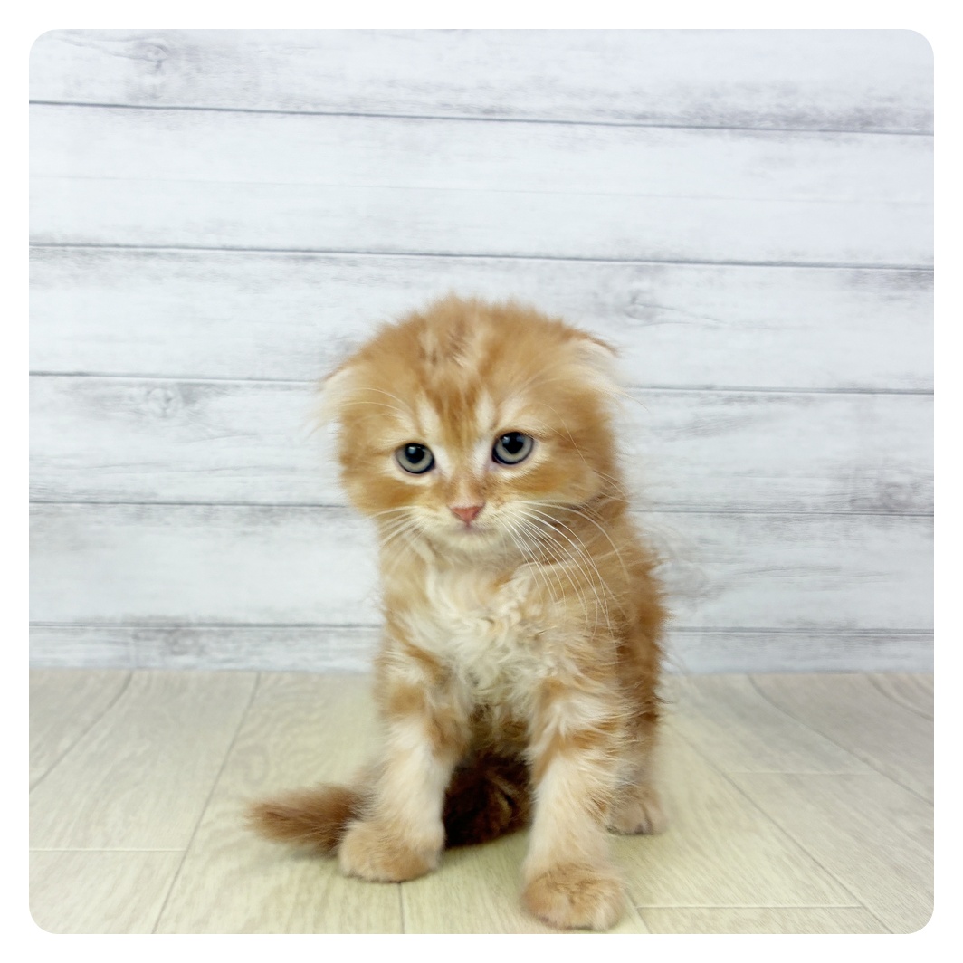 愛知県のスコティッシュフォールド (犬の家＆猫の里春日井本店/2025年9月19日生まれ/男の子/レッドタビーホワイト)の子猫