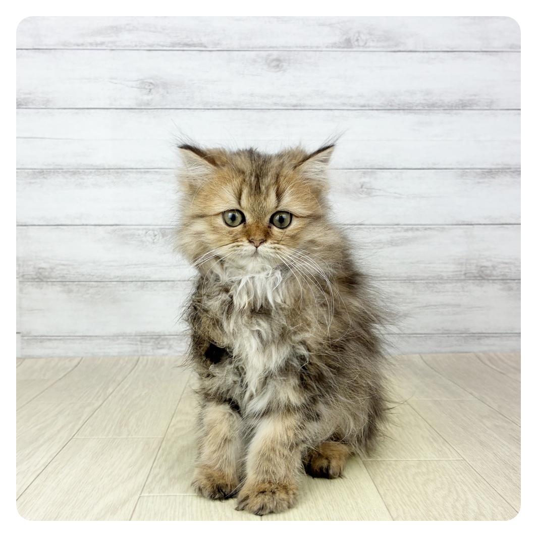 愛知県のペルシャ (犬の家＆猫の里春日井本店/2025年9月21日生まれ/女の子/チンチラゴールデン)の子猫