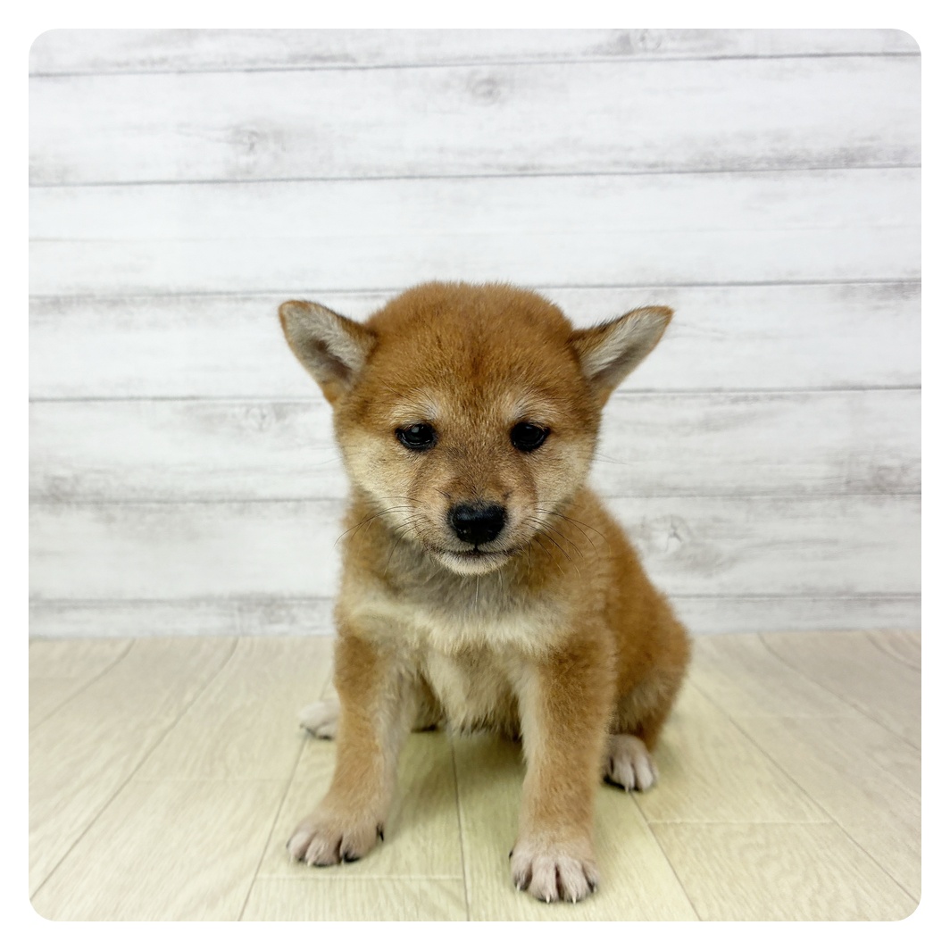 愛知県の柴犬(標準サイズ) (犬の家＆猫の里アミーゴ神の倉店/2025年9月21日生まれ/女の子/赤)の子犬