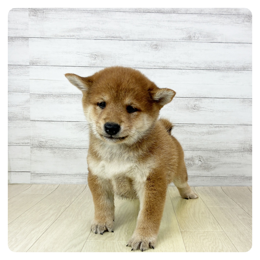 愛知県の柴犬(標準サイズ) (犬の家＆猫の里春日井本店/2025年9月21日生まれ/男の子/赤)の子犬