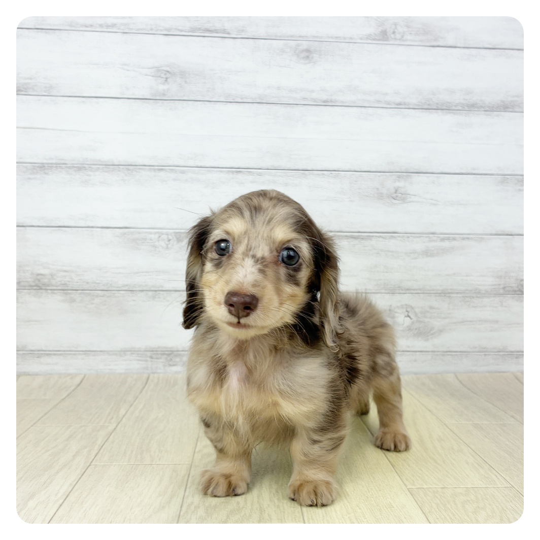 愛知県のミニチュアダックスフンド(ロング) (犬の家＆猫の里春日井本店/2025年9月19日生まれ/女の子/チョコレートダップル)の子犬