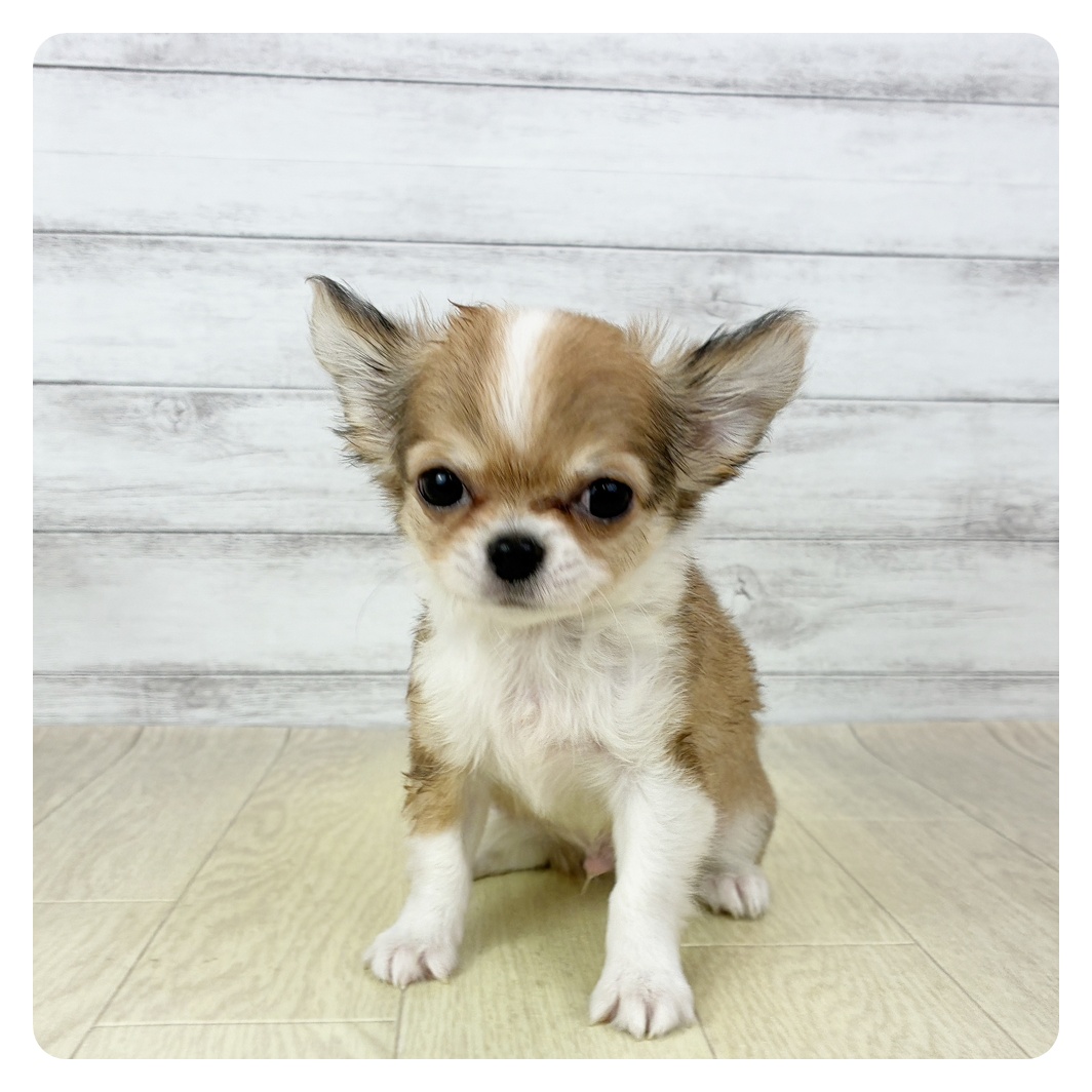 愛知県のチワワ(ロング) (犬の家＆猫の里春日井本店/2025年9月17日生まれ/男の子/レッドホワイト)の子犬