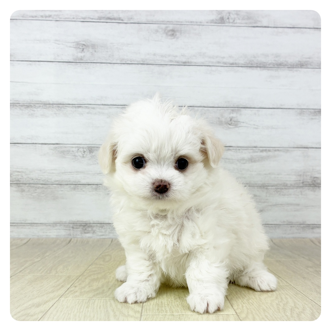 愛知県のチワマル/マルチワ(チワワ×マルチーズ) (犬の家＆猫の里春日井本店/2025年9月21日生まれ/女の子/ホワイトクリーム)の子犬