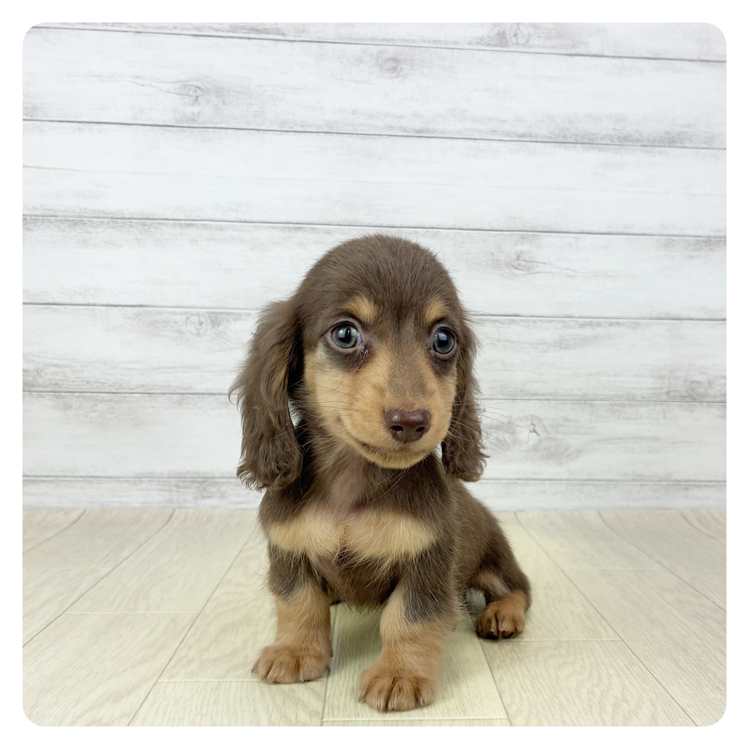 愛知県のミニチュアダックスフンド(ロング) (犬の家＆猫の里春日井本店/2025年9月19日生まれ/男の子/チョコレートタン)の子犬