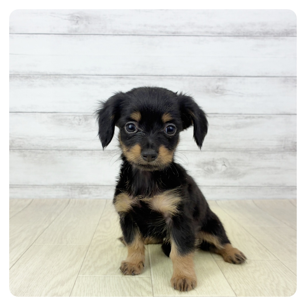 愛知県のチワックス(チワワ×ダックス) (犬の家＆猫の里名古屋天白店/2025年9月20日生まれ/女の子/ブラックタン)の子犬