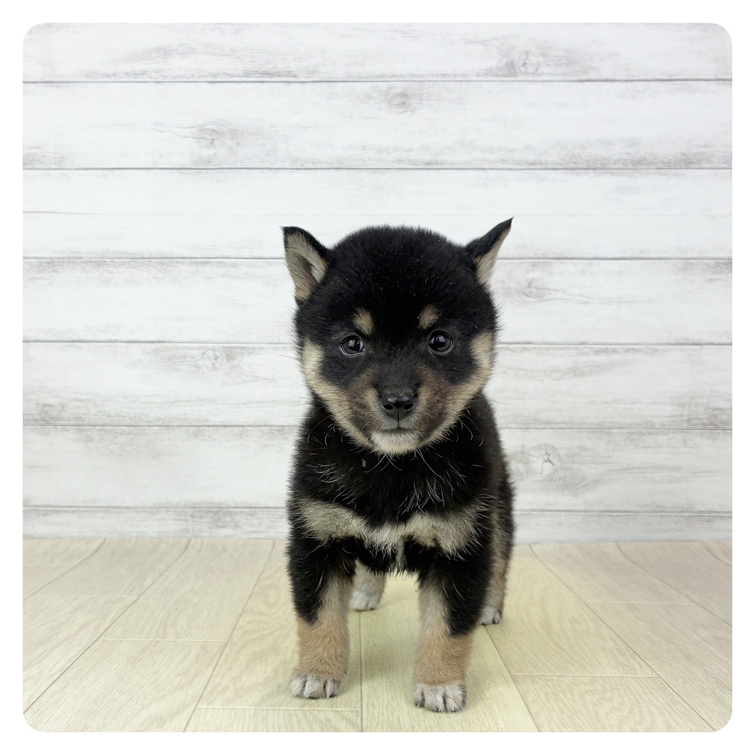 愛知県の豆柴 (犬の家＆猫の里春日井本店/2025年9月20日生まれ/女の子/黒)の子犬