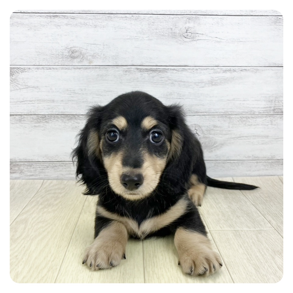 愛知県のミニチュアダックスフンド(ロング) (犬の家＆猫の里春日井本店/2025年9月21日生まれ/男の子/ブラックタン)の子犬