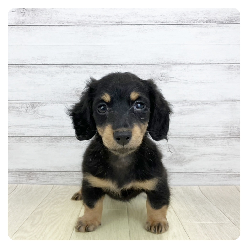 兵庫県のミニチュアダックスフンド(ロング) (犬の家＆猫の里神戸店/2025年9月21日生まれ/女の子/ブラックタン)の子犬